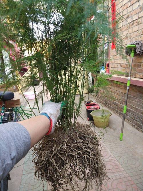 文竹土养好还是水养好,文竹水培和土培哪个好养?-第3张图片-优品飞百科 文竹土养好还是水养好,文竹水培和土培哪个好养?-第3张图片-优品飞百科