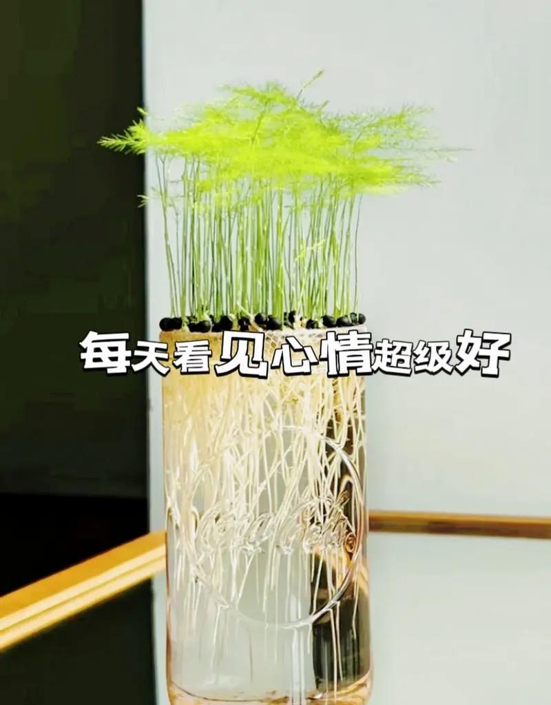 文竹土养好还是水养好,文竹水培和土培哪个好养?-第4张图片-优品飞百科 文竹土养好还是水养好,文竹水培和土培哪个好养?-第4张图片-优品飞百科