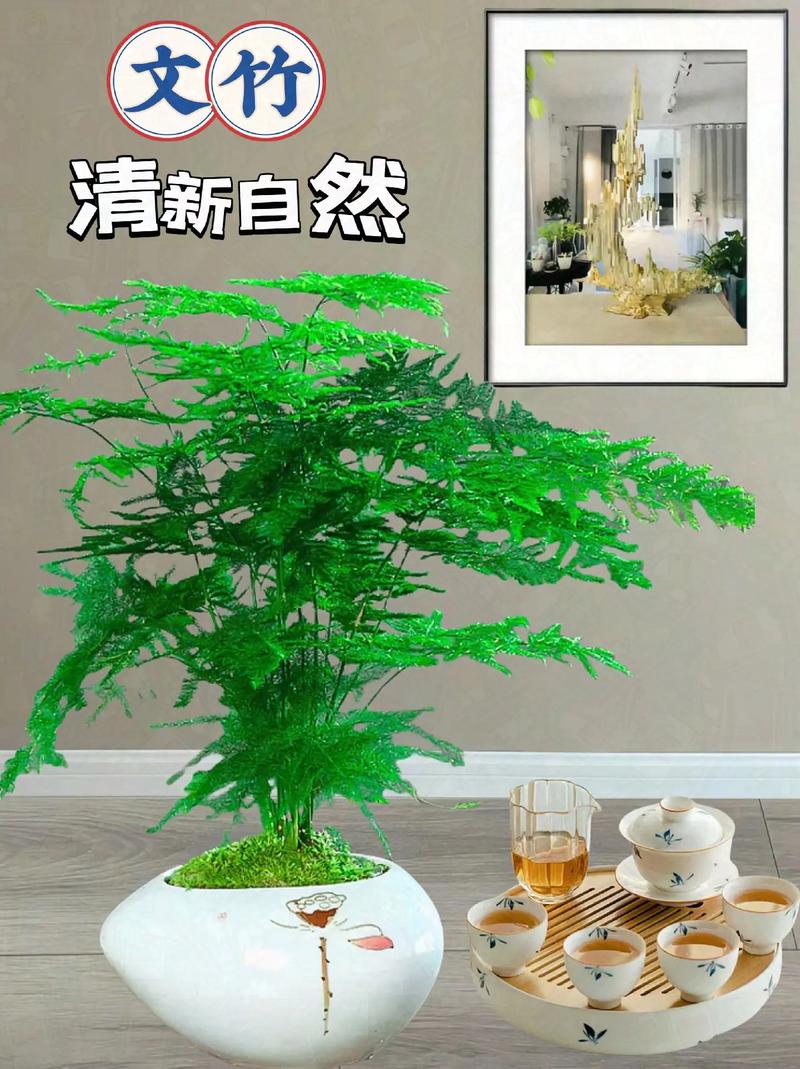 文竹土养好还是水养好,文竹水培和土培哪个好养?-第5张图片-优品飞百科 文竹土养好还是水养好,文竹水培和土培哪个好养?-第5张图片-优品飞百科