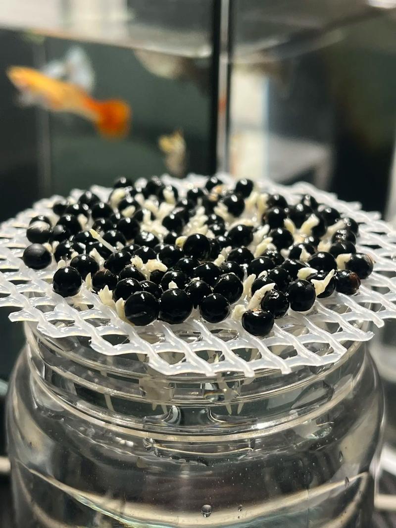 文竹土养好还是水养好,文竹水培和土培哪个好养?-第6张图片-优品飞百科 文竹土养好还是水养好,文竹水培和土培哪个好养?-第6张图片-优品飞百科