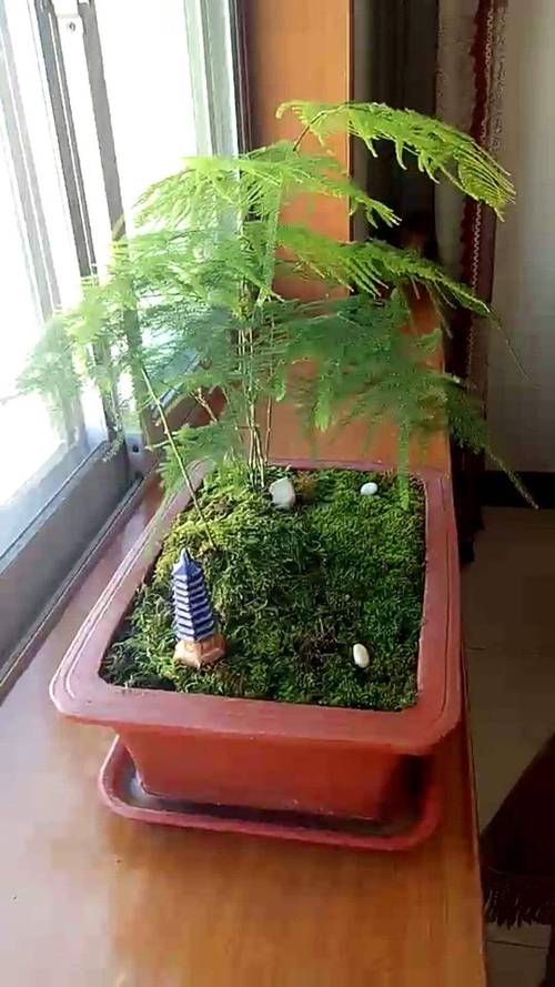 文竹土养好还是水养好,文竹水培和土培哪个好养?-第7张图片-优品飞百科 文竹土养好还是水养好,文竹水培和土培哪个好养?-第7张图片-优品飞百科