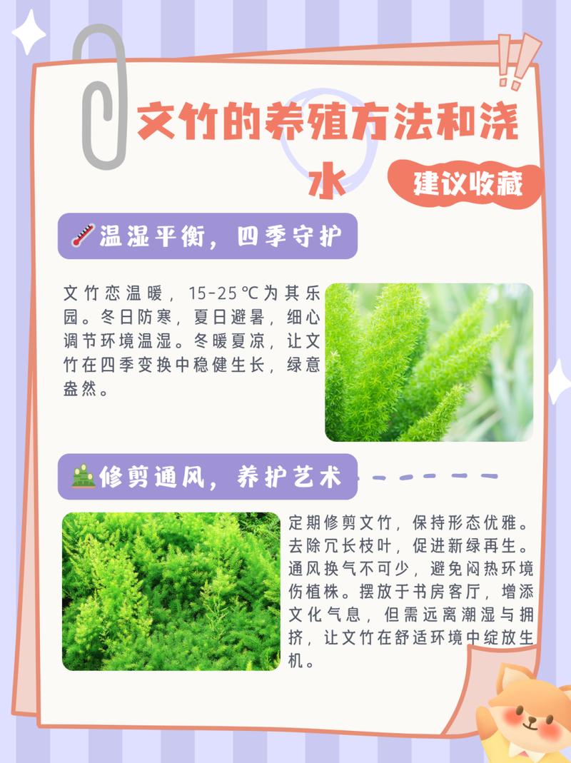 文竹土养好还是水养好,文竹水培和土培哪个好养?-第8张图片-优品飞百科 文竹土养好还是水养好,文竹水培和土培哪个好养?-第8张图片-优品飞百科