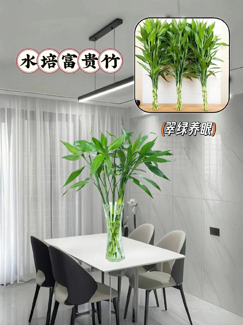 富贵竹要用什么水养，富贵竹要用什么水养比较好