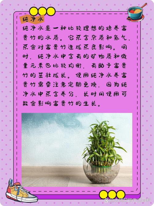 富贵竹要用什么水养，富贵竹要用什么水养比较好-第3张图片-优品飞百科