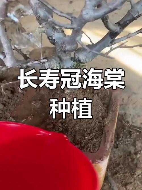 长寿海棠的扦插种植，长寿海棠的扦插种植方法