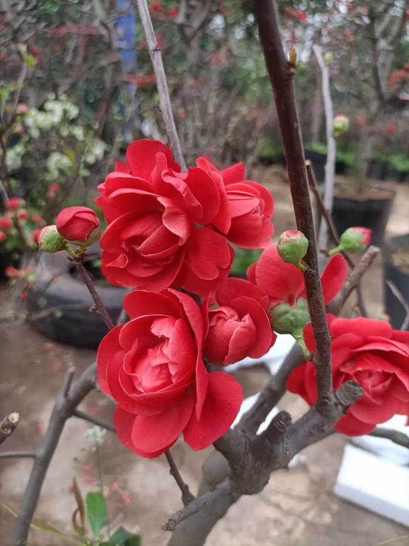 长寿海棠的扦插种植，长寿海棠的扦插种植方法-第2张图片-优品飞百科