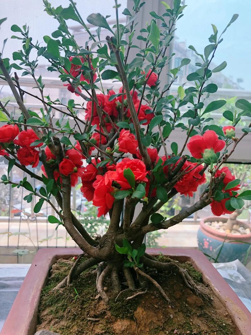 长寿海棠的扦插种植，长寿海棠的扦插种植方法-第4张图片-优品飞百科