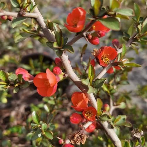 长寿海棠的扦插种植，长寿海棠的扦插种植方法-第3张图片-优品飞百科