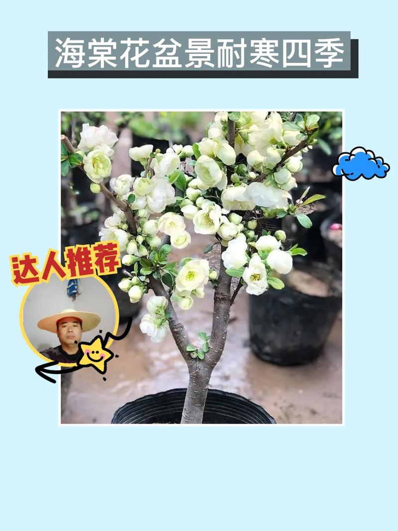 长寿海棠的扦插种植，长寿海棠的扦插种植方法-第5张图片-优品飞百科