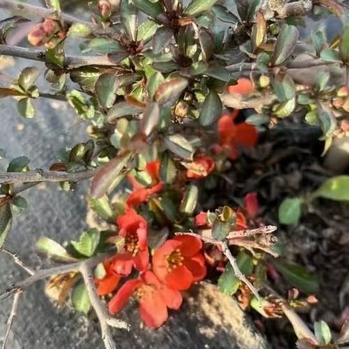 长寿海棠的扦插种植，长寿海棠的扦插种植方法-第6张图片-优品飞百科