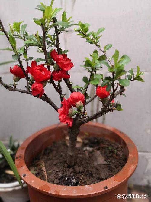 长寿海棠的扦插种植，长寿海棠的扦插种植方法-第7张图片-优品飞百科