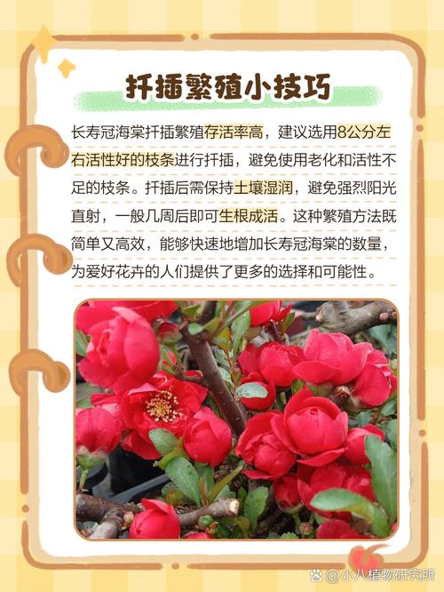 长寿海棠的扦插种植，长寿海棠的扦插种植方法-第8张图片-优品飞百科