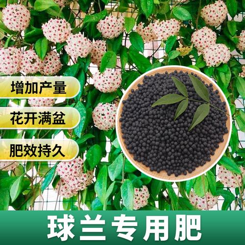 球兰用什么肥料？球兰用什么肥料长得快？