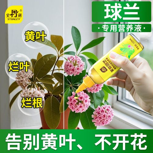 球兰用什么肥料?球兰用什么肥料长得快?-第2张图片-优品飞百科 球兰用什么肥料?球兰用什么肥料长得快?-第2张图片-优品飞百科