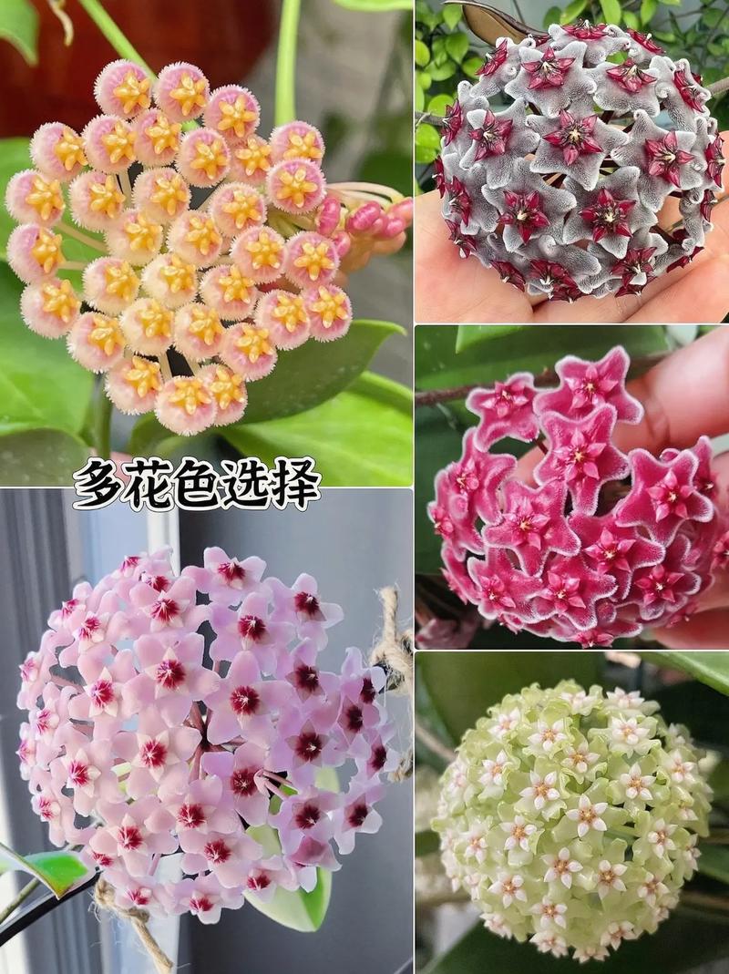 球兰用什么肥料?球兰用什么肥料长得快?-第3张图片-优品飞百科 球兰用什么肥料?球兰用什么肥料长得快?-第3张图片-优品飞百科