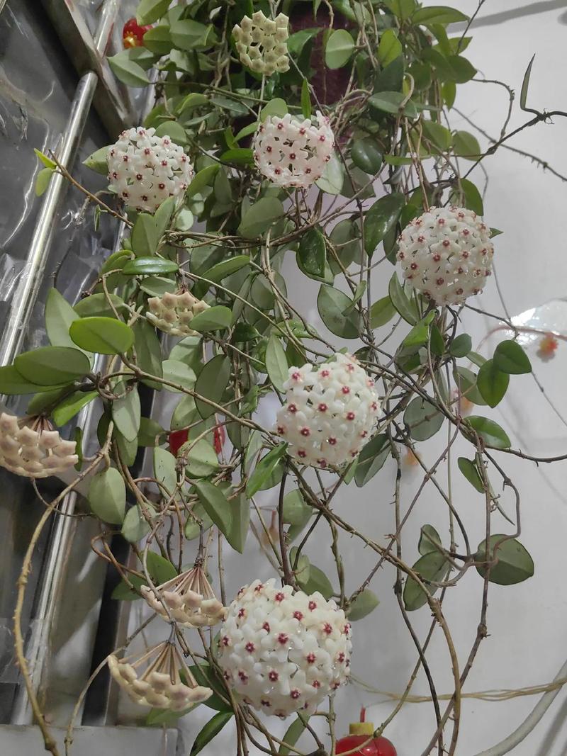 球兰用什么肥料?球兰用什么肥料长得快?-第4张图片-优品飞百科 球兰用什么肥料?球兰用什么肥料长得快?-第4张图片-优品飞百科