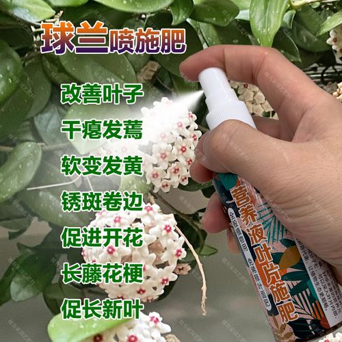 球兰用什么肥料?球兰用什么肥料长得快?-第5张图片-优品飞百科 球兰用什么肥料?球兰用什么肥料长得快?-第5张图片-优品飞百科