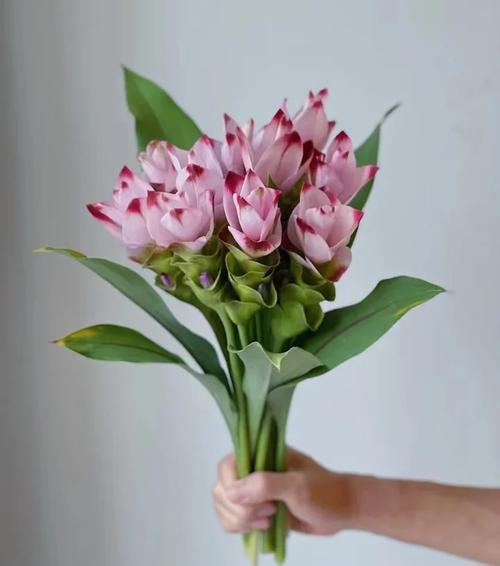 姜荷花怎么过冬，姜荷花过冬最怕三个东西