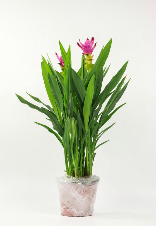 姜荷花怎么过冬，姜荷花过冬最怕三个东西-第2张图片-优品飞百科