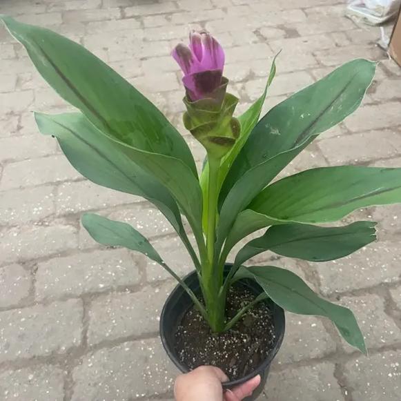 姜荷花怎么过冬，姜荷花过冬最怕三个东西-第3张图片-优品飞百科