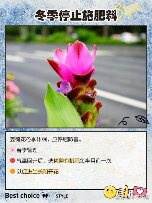 姜荷花怎么过冬，姜荷花过冬最怕三个东西-第4张图片-优品飞百科