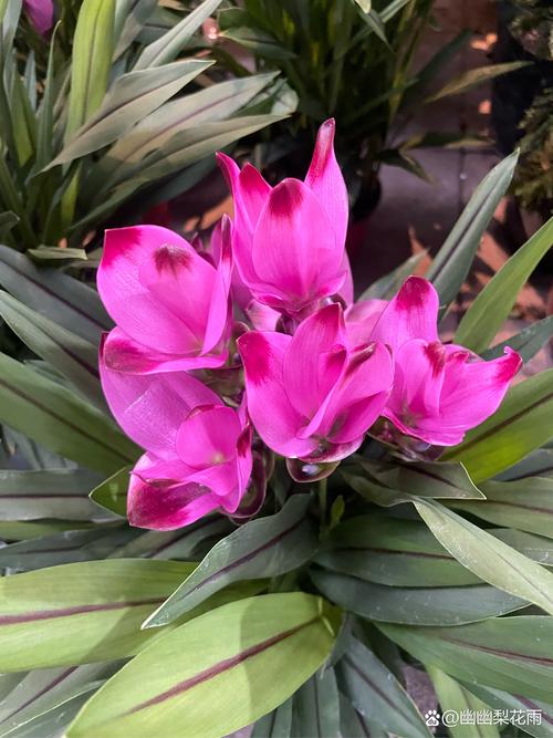 姜荷花怎么过冬，姜荷花过冬最怕三个东西-第5张图片-优品飞百科