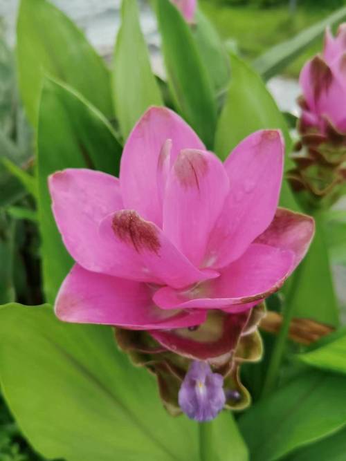 姜荷花怎么过冬，姜荷花过冬最怕三个东西-第6张图片-优品飞百科