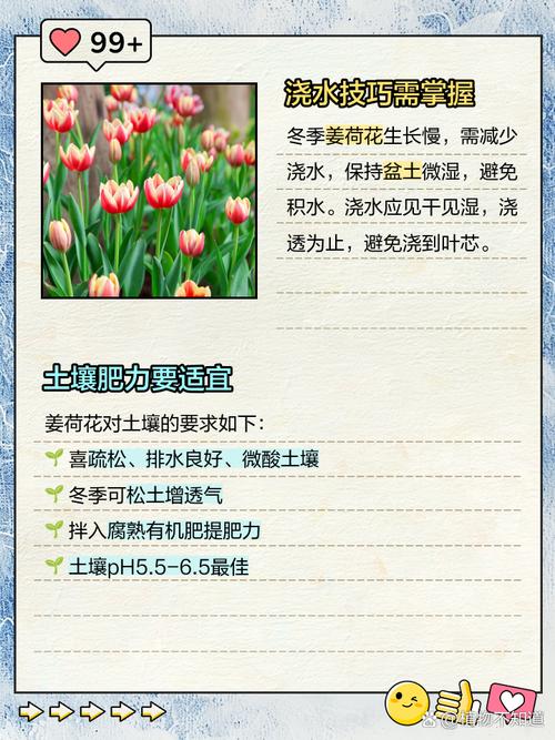 姜荷花怎么过冬，姜荷花过冬最怕三个东西-第7张图片-优品飞百科