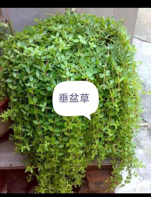 垂盆草种子怎么种，垂盆草籽种植方法