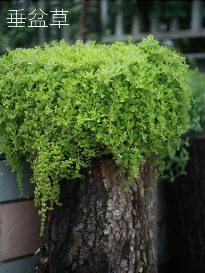 垂盆草种子怎么种，垂盆草籽种植方法-第2张图片-优品飞百科