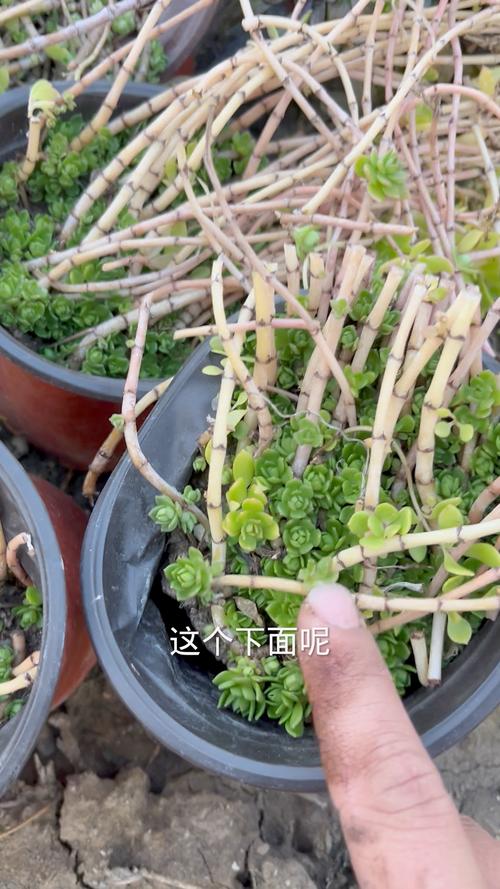 垂盆草种子怎么种，垂盆草籽种植方法-第3张图片-优品飞百科