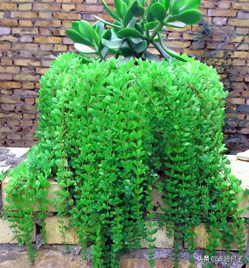 垂盆草种子怎么种，垂盆草籽种植方法-第4张图片-优品飞百科