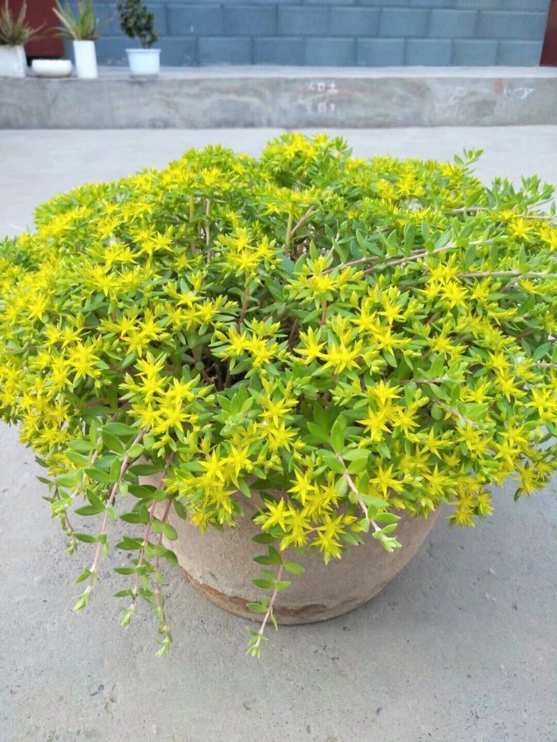 垂盆草种子怎么种，垂盆草籽种植方法-第5张图片-优品飞百科