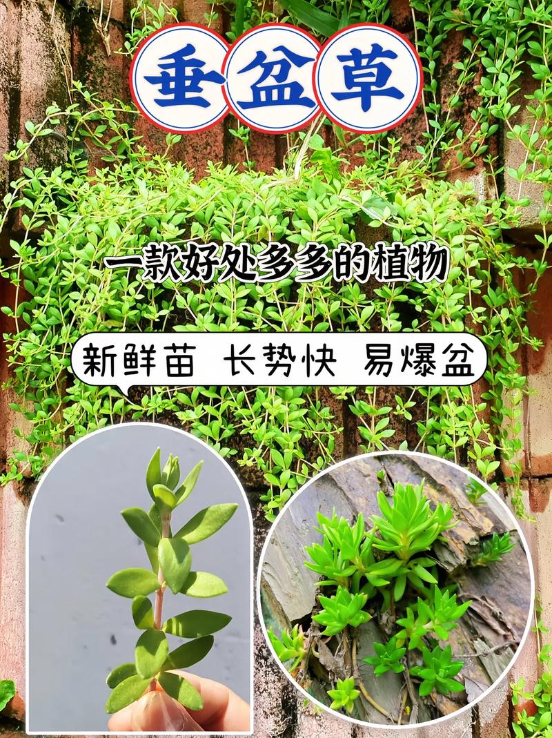 垂盆草种子怎么种，垂盆草籽种植方法-第6张图片-优品飞百科