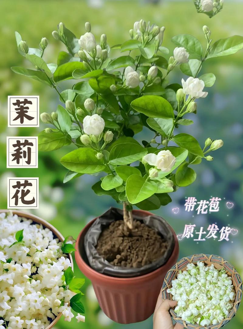 盆栽茉莉花怎么养，盆栽茉莉花怎么养护和管理？