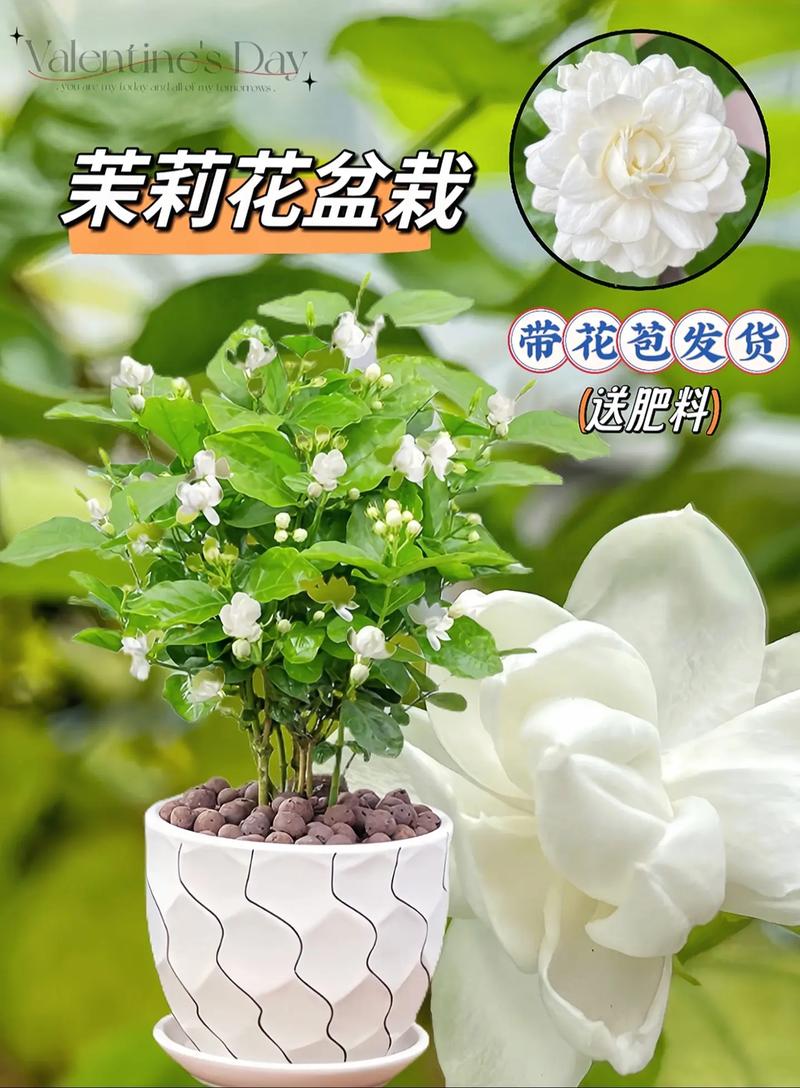 盆栽茉莉花怎么养，盆栽茉莉花怎么养护和管理？-第2张图片-优品飞百科