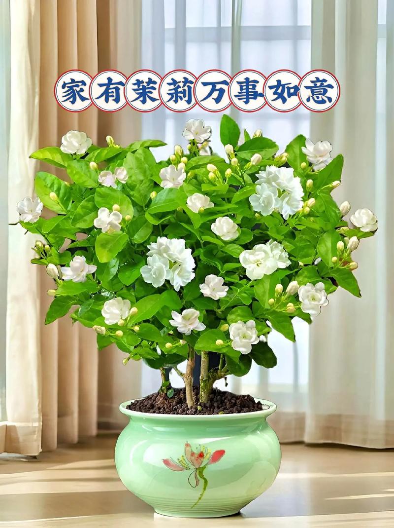 盆栽茉莉花怎么养，盆栽茉莉花怎么养护和管理？-第3张图片-优品飞百科