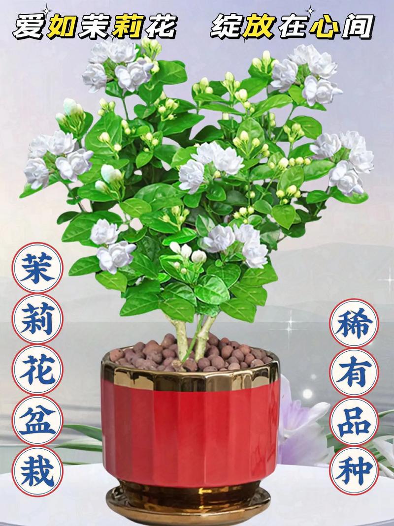 盆栽茉莉花怎么养，盆栽茉莉花怎么养护和管理？-第4张图片-优品飞百科