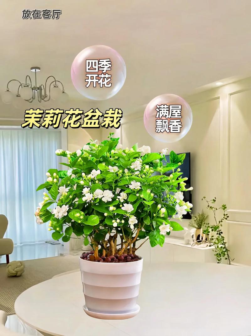 盆栽茉莉花怎么养，盆栽茉莉花怎么养护和管理？-第7张图片-优品飞百科