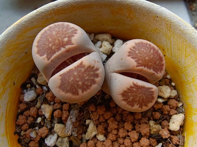 生石花脱皮前预兆？生石花脱皮前预兆有哪些？