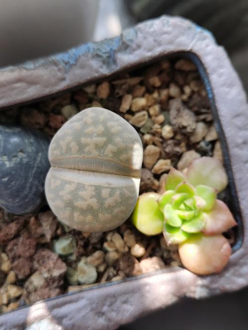 生石花脱皮前预兆？生石花脱皮前预兆有哪些？-第2张图片-优品飞百科