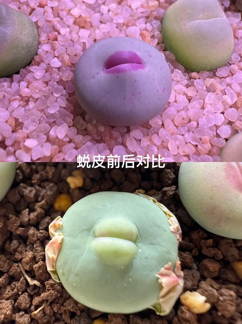 生石花脱皮前预兆？生石花脱皮前预兆有哪些？-第3张图片-优品飞百科