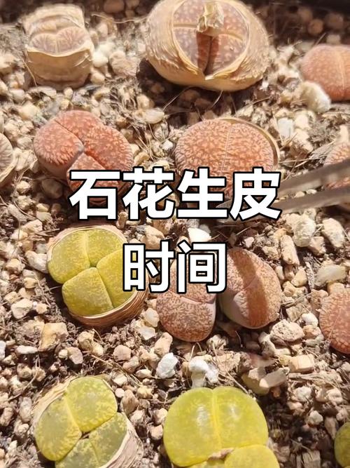 生石花脱皮前预兆？生石花脱皮前预兆有哪些？-第4张图片-优品飞百科