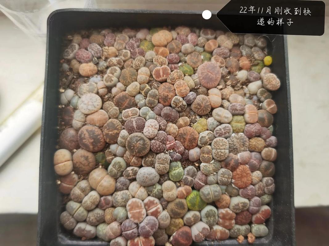 生石花脱皮前预兆？生石花脱皮前预兆有哪些？-第5张图片-优品飞百科