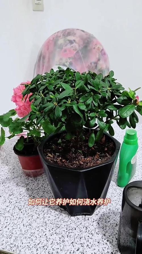 杜鹃花怎么浇水？室内杜鹃花怎么浇水？