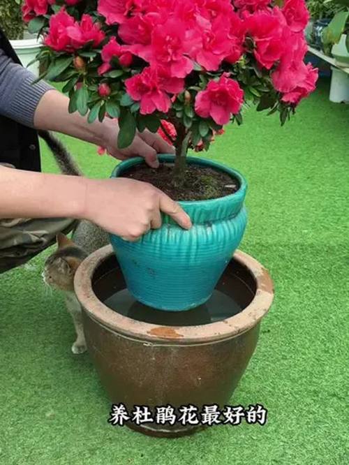 杜鹃花怎么浇水？室内杜鹃花怎么浇水？-第2张图片-优品飞百科