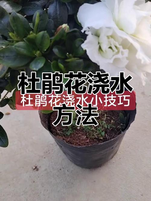 杜鹃花怎么浇水？室内杜鹃花怎么浇水？-第5张图片-优品飞百科