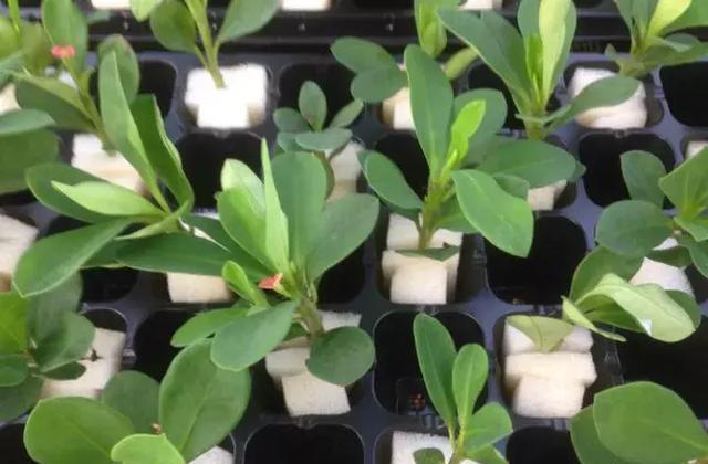 现在扦插别用土，扦插苗用什么土