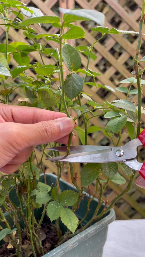 现在扦插别用土,扦插苗用什么土-第2张图片-优品飞百科 现在扦插别用土,扦插苗用什么土-第2张图片-优品飞百科