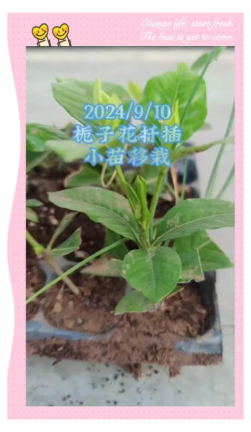 现在扦插别用土,扦插苗用什么土-第3张图片-优品飞百科 现在扦插别用土,扦插苗用什么土-第3张图片-优品飞百科